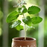 Top Benefits and Uses of Tulsi (Holy Basil)