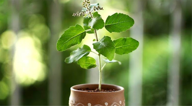 Top Benefits and Uses of Tulsi (Holy Basil) Top Benefits and Uses of Tulsi (Holy Basil)