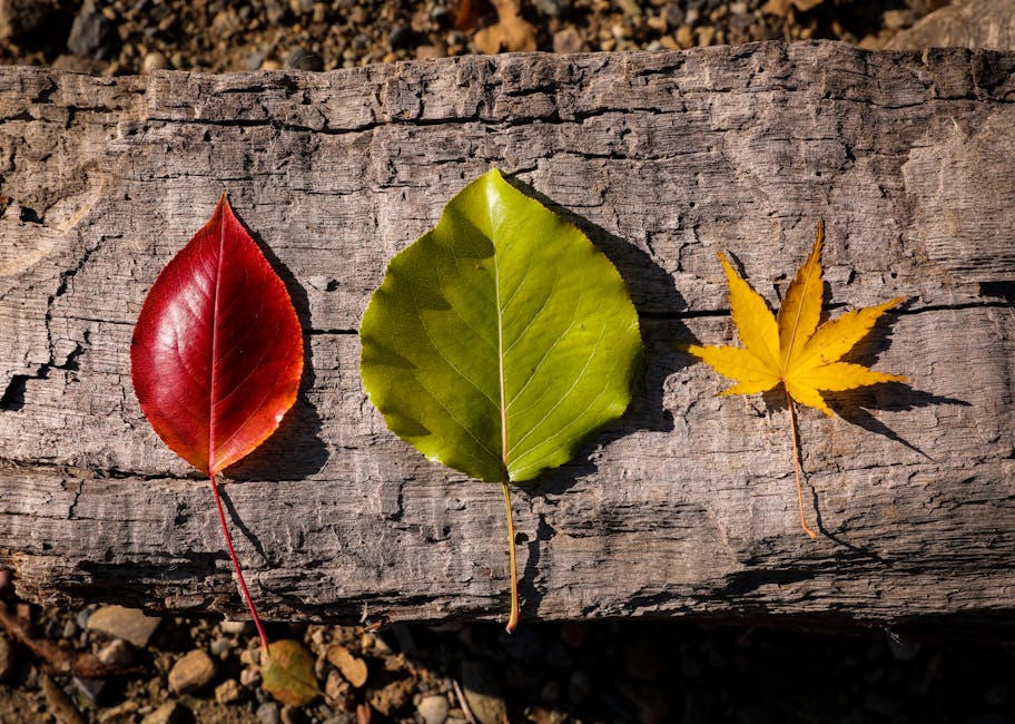 Three vibrant autumn leaves in red, green, and yellow on a rustic wooden background.